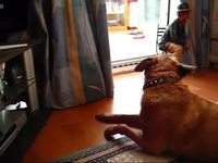 Chien métronome