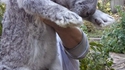 Un gros lapin
