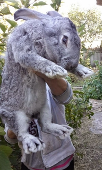 Un gros lapin