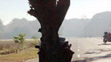 Les arbres, ces enculés.