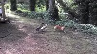 Un corgi, deux canards