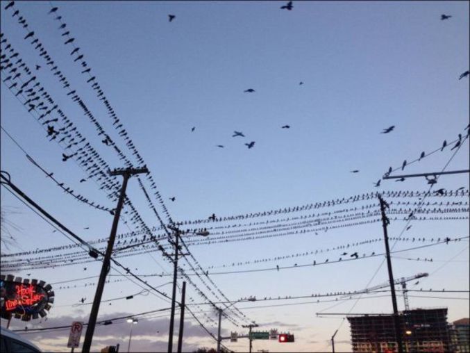 Si tu as des TOC, que tu ne comptes pas les oiseaux sans faire d'erreur et que tu ne postes pas le résultat en commentaire, il va t'arriver malheur.