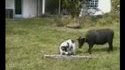 Bouc vs Chien