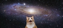 Chat de l'espace