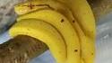 Attention, ce ne sont pas des bananes !