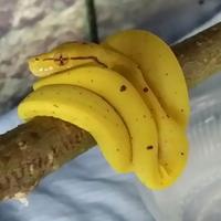 Attention, ce ne sont pas des bananes !