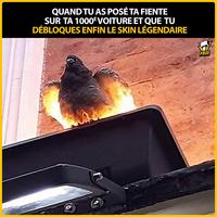 Pigeon vétéran