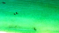 Ils nagent à coté d'un requin-marteau en train de chasser