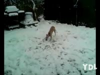 La compilation des chiens