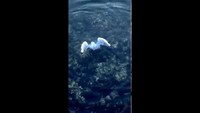 Pieuvre vs mouette