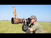 Suricates