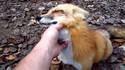 Un renard heureux
