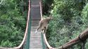 Un gibbon traverse un pont