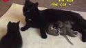 Drôles d'adoptions