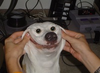Sourire de chien