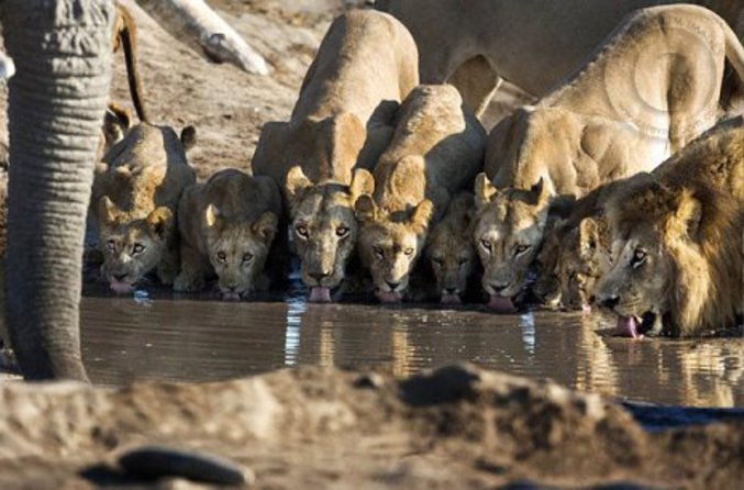 Des lions qui surveillent de près l'éléphant qui boit.