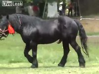 Concours équin