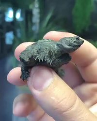 Miroir, oh mon beau miroir