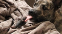 Le chien et le rat
