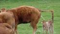 Douche bovine