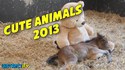 Les plus beaux moments des animaux 2013