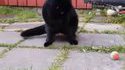 Croisé de chat, de chien et de poisson rouge