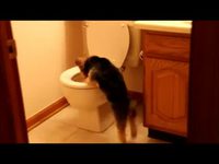 Chien de chasse 3