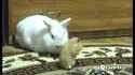 Un hamster vole un lapin