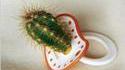 Tétine cactus