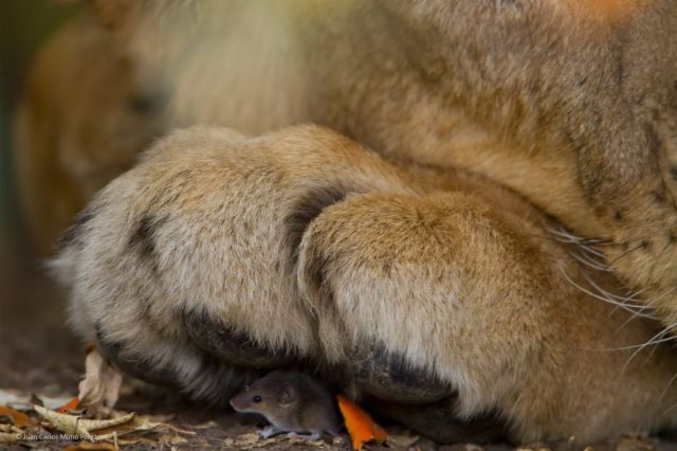 "Tout va bien, le gros chat est parti".