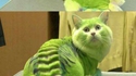 Chat-lamandre
