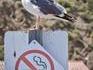 Mouette rebelle