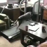 Deux types de personnes à la salle de gym