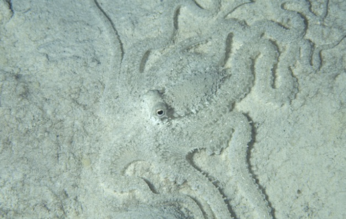 Un octopus essaye de jouer à cache-cache