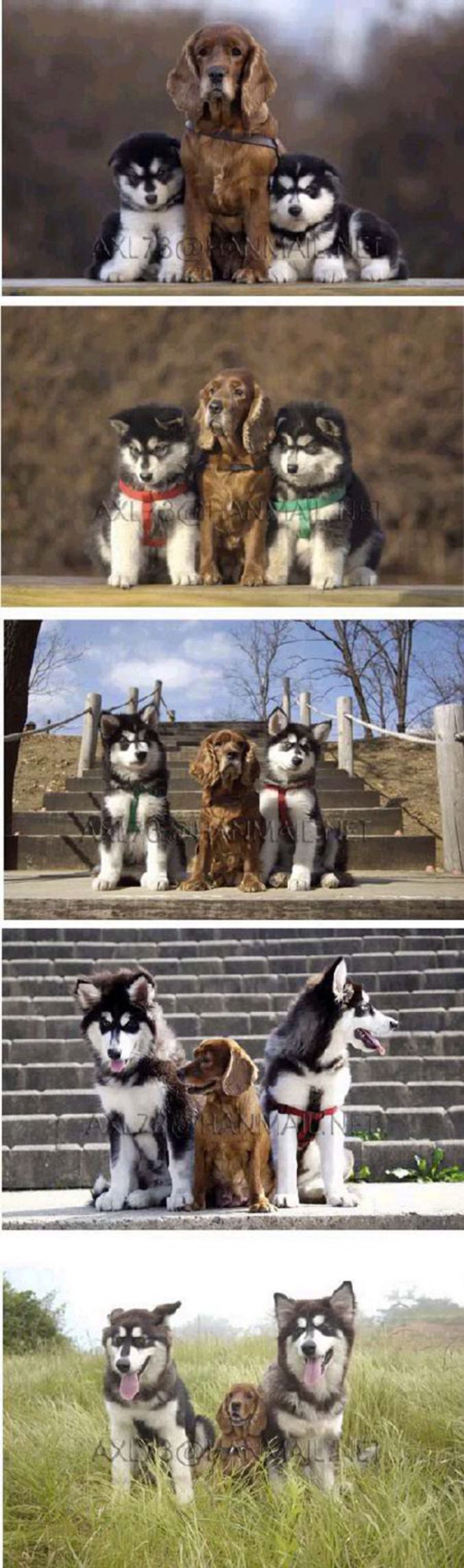 L'évolution de 3 chiens élevés ensemble.