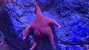 On a retrouvé Patrick !