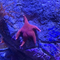 On a retrouvé Patrick !