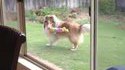 Un chien s'amuse