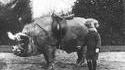 Triskel jeune et son animal de compagnie