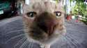 pussy_close-up