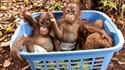 Bébés orangs-outans