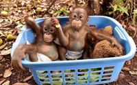 Bébés orangs-outans