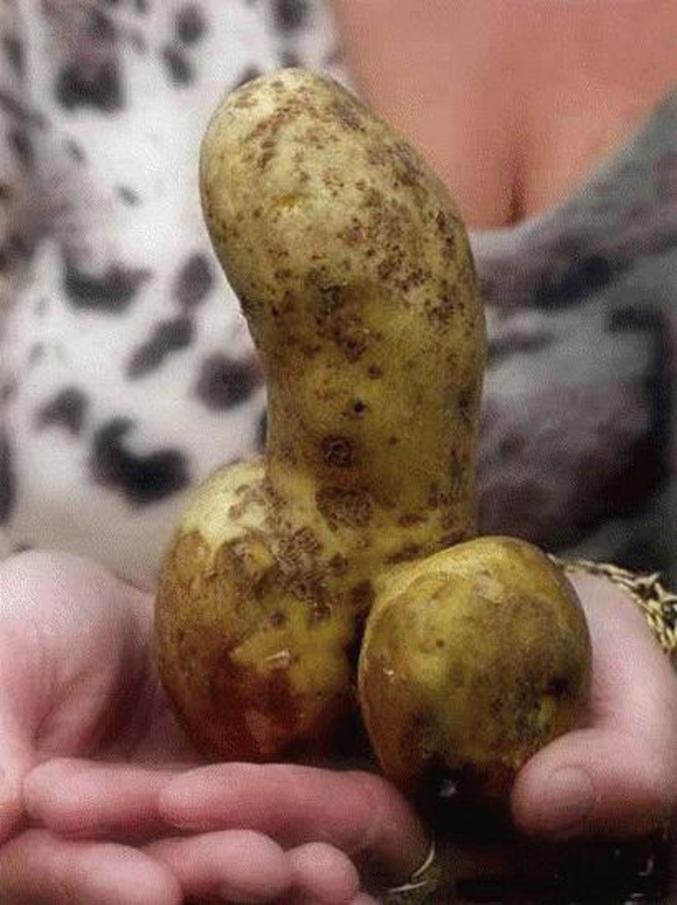Une patate d'une forme qui rappelle quelque chose...
