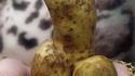 Patate phallique