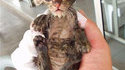 Chat mouillé