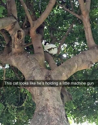 Chat dangereux 