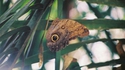 Papillon hibou