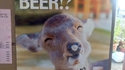 La bière à Bambi (pub asiatique)