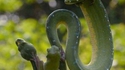 Le serpent et la grenouille