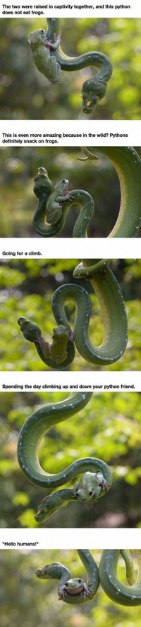 Le serpent et la grenouille